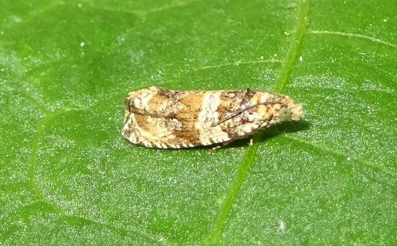Celypha flavipalpana - Tortricidae